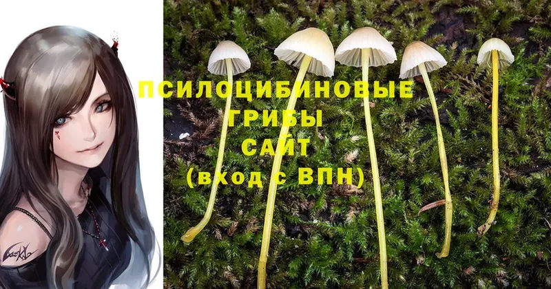 даркнет формула  Мураши  Псилоцибиновые грибы Psilocybine cubensis 